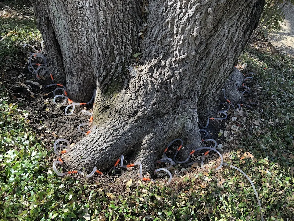 Detailed Tree Cabling and Bracing job site in Dunning