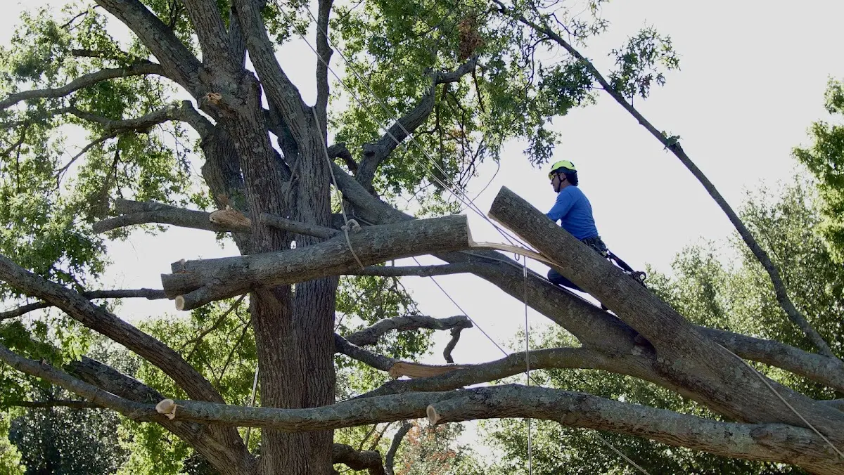 Professional Hazardous Tree Removal performed by certified arborists in Dunning